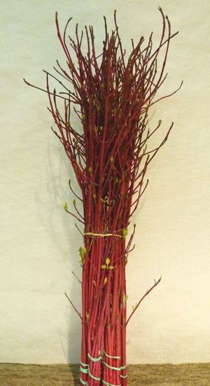 BR. CORNUS RGE RAM 60/80cm 50t